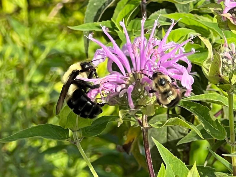 Protect the different bees that use a sourwood yard