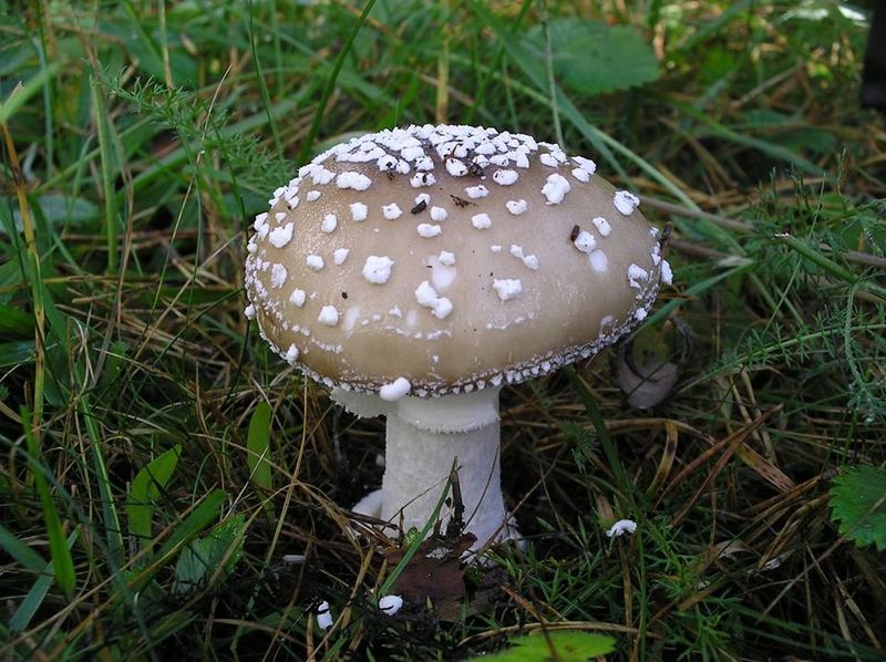 Panther Cap (Amanita pantherina)