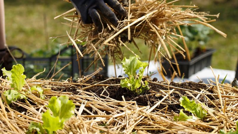 Apply a Protective Layer of Mulch