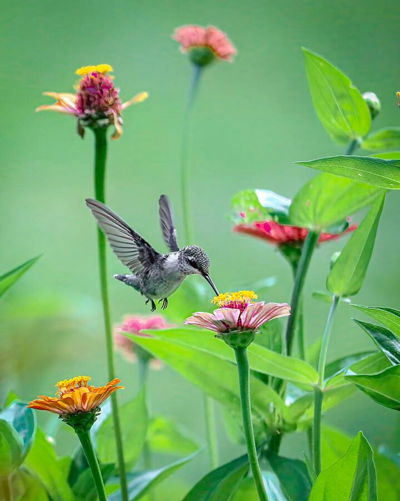 Zinnias for a Landing Buffet