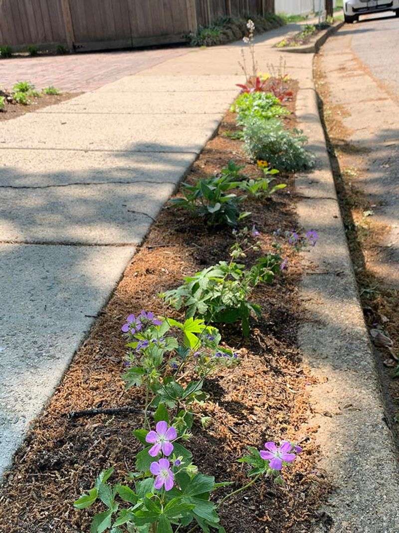The Strip Between Road and Walk Is a Different Garden