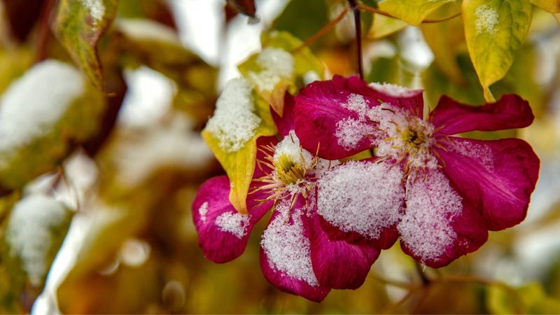 Environmental Stress (Wind, Frost, Heat)