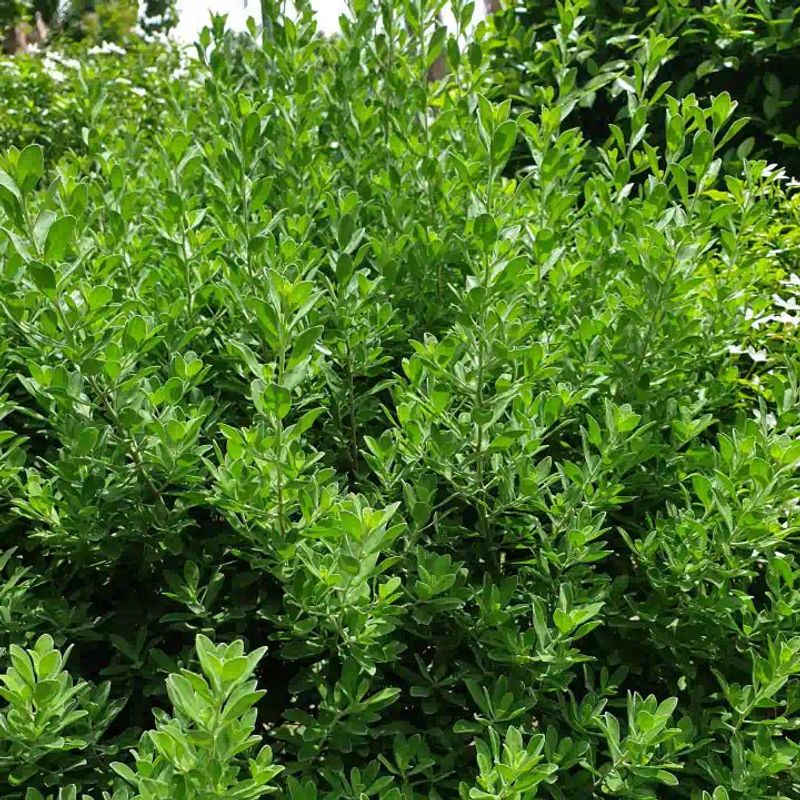 Inkberry (Ilex glabra)