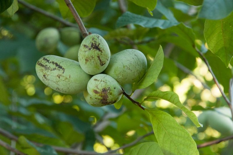 Pawpaw (Asimina triloba)