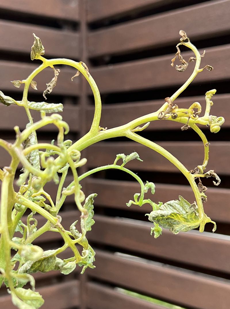 Herbicide Drift Damage