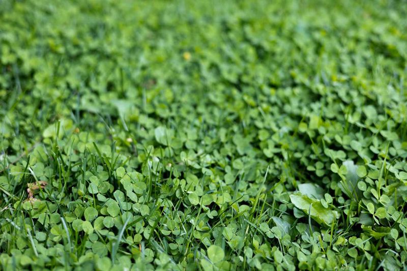 Does clover mean your lawn needs nitrogen?