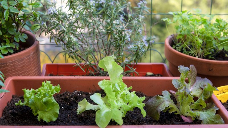 Choose your planting window by region, not by the calendar