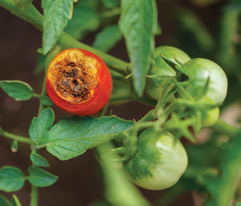 Skipping Calcium And Inviting Blossom End Rot