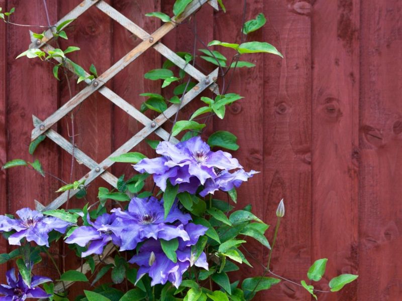Group 1 and Group 2 need selective handling of old-season growth