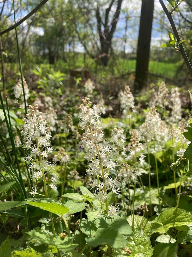Foamflower (Tiarella cordifolia)