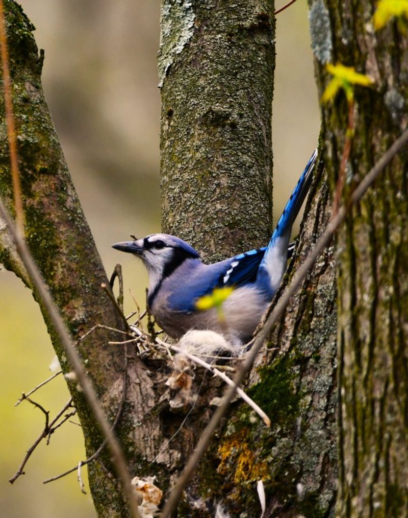 Mature Trees and Nesting Materials