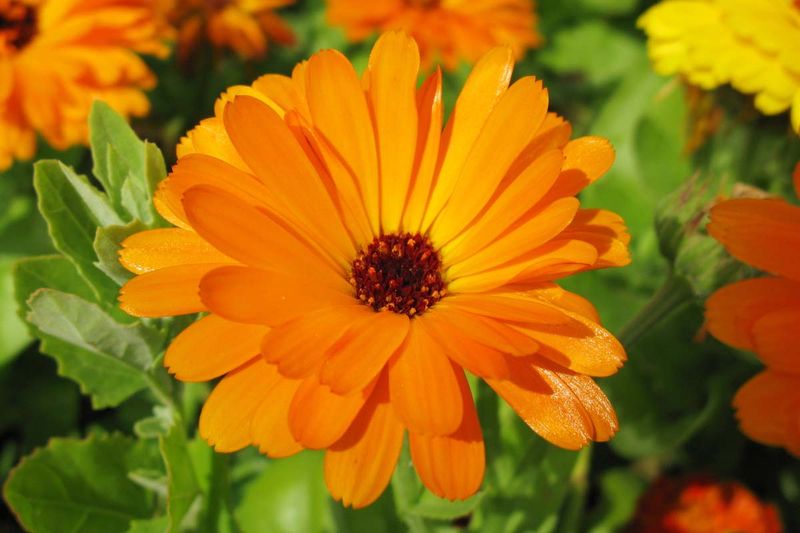 Calendula (Pot Marigold)