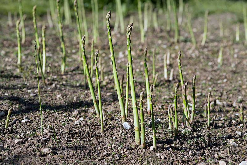 Thin Spears Do Not Prove You Cleaned Up at the Wrong Time