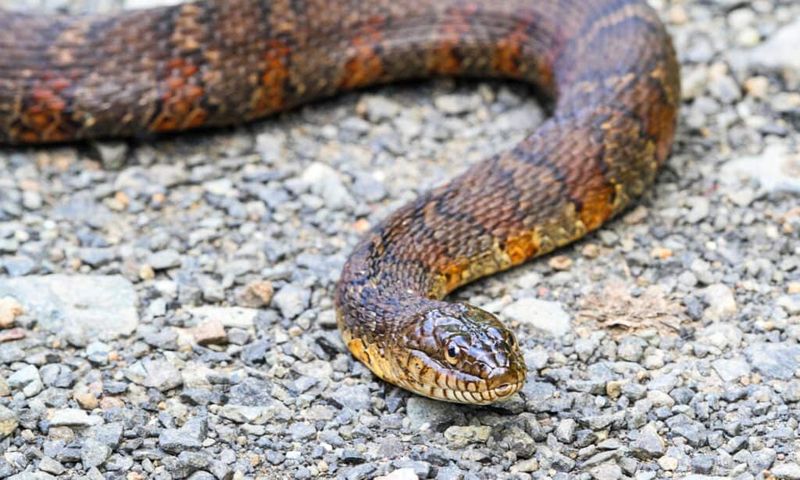Any Brown Banded Snake Is a Copperhead