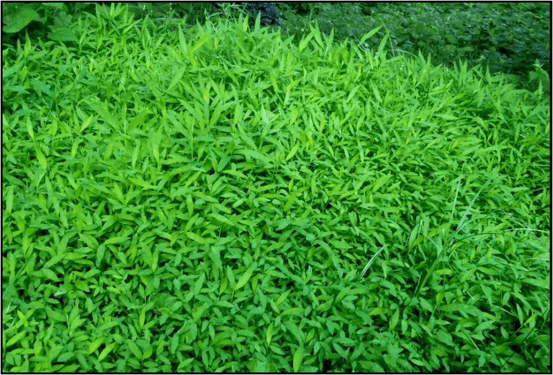 Japanese Stiltgrass