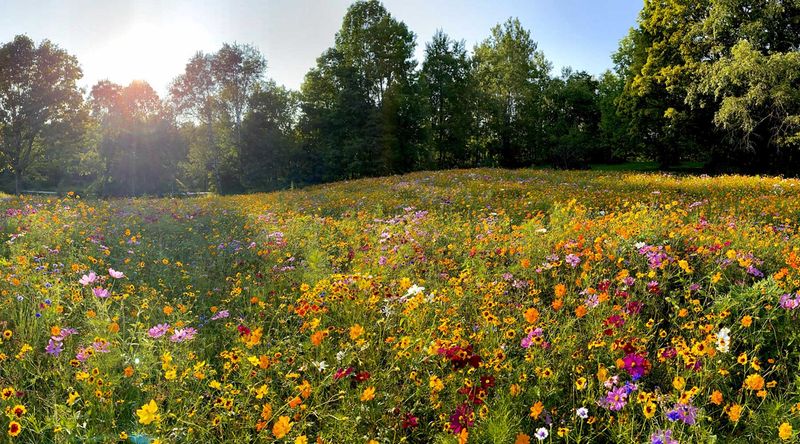 Wild Patches, Long Grass, or Untamed Corners