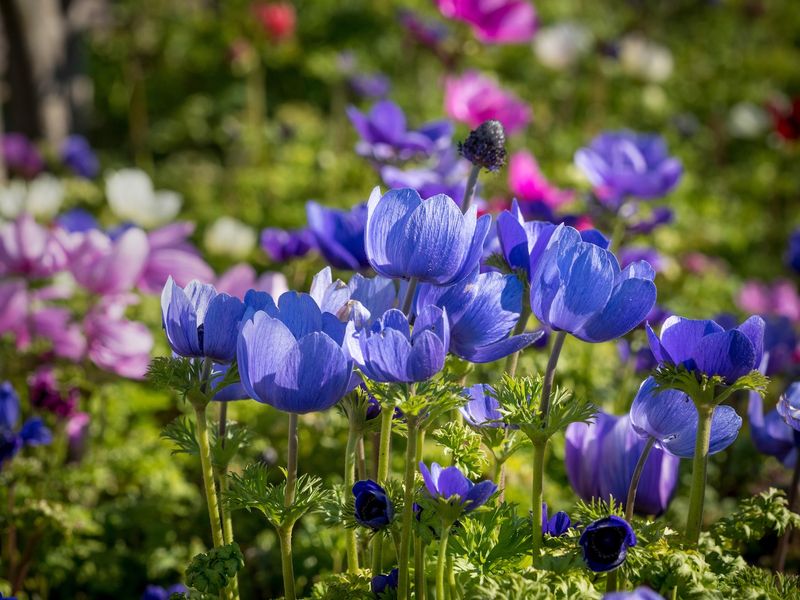 Anemone