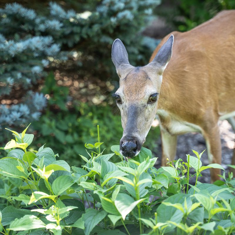 Protect from Deer Damage
