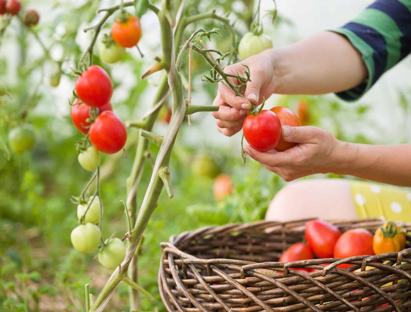 Harvest Ripe Tomatoes Regularly