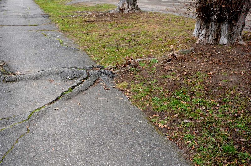 Assess the tree before choosing a repair