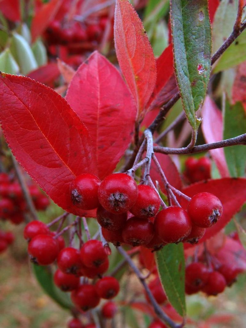 Red Chokeberry