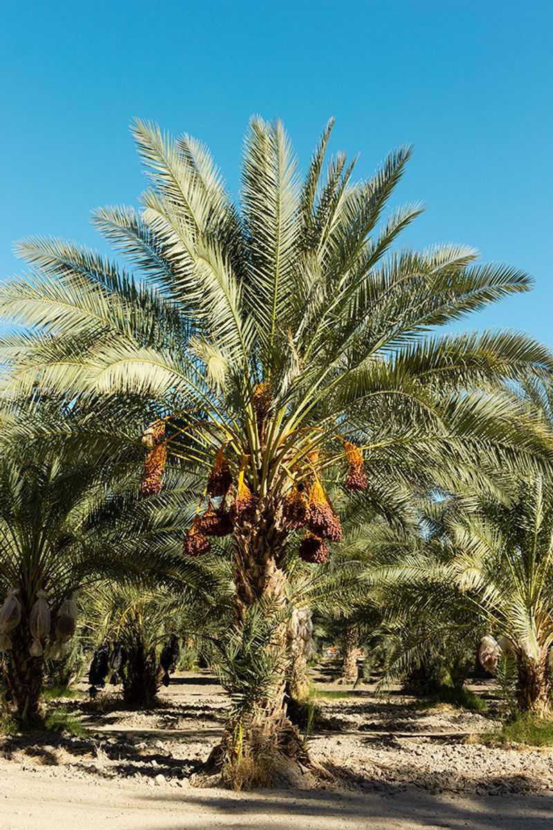 Where U.S. date palms can ripen fruit