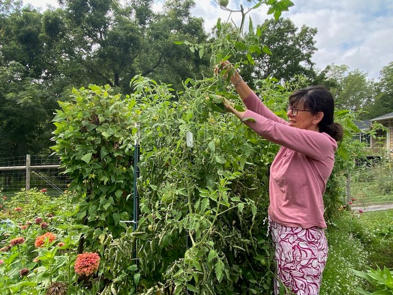 Top the Plants to Speed Ripening