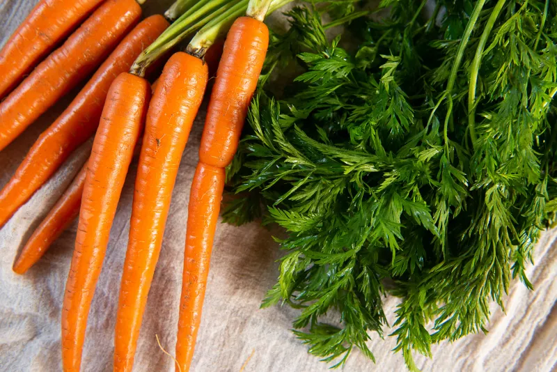 Carrot Tops