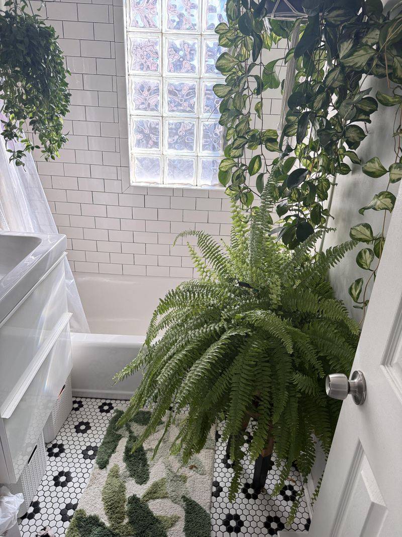 Boston Fern
