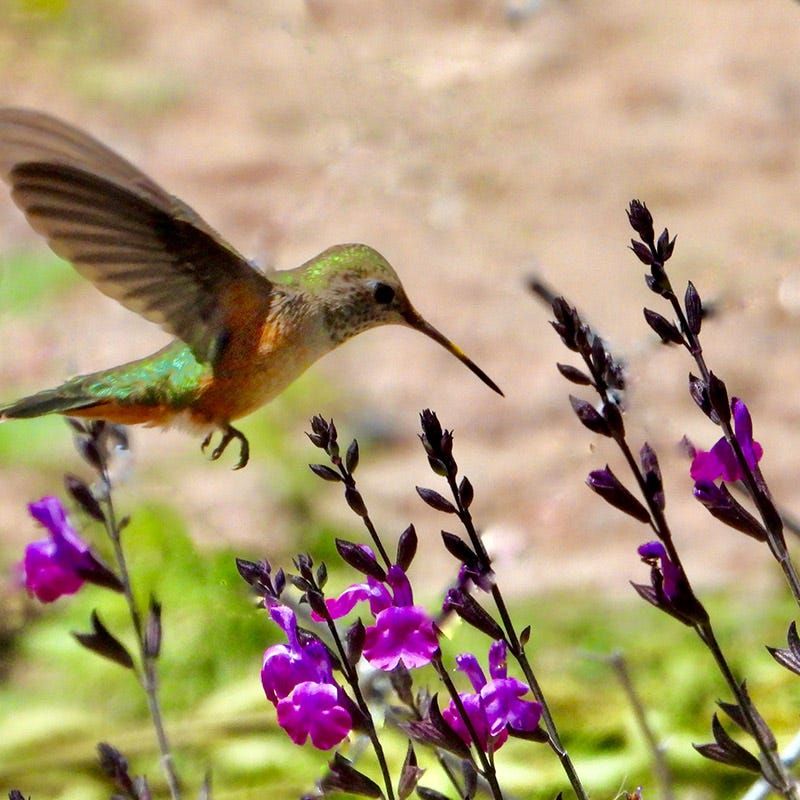 Salvia (Sage)