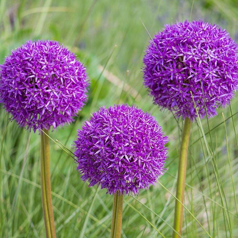 Alliums