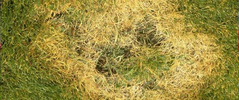Beat Fungal Brown Patch with Smart Habits