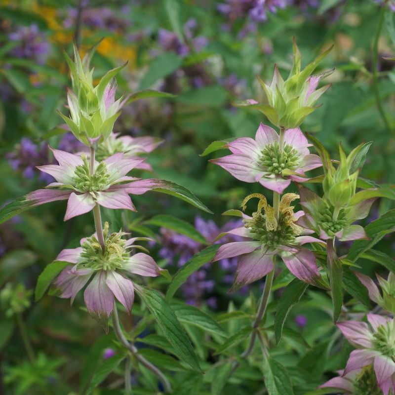 Reframe the claim: an overlooked native for late summer