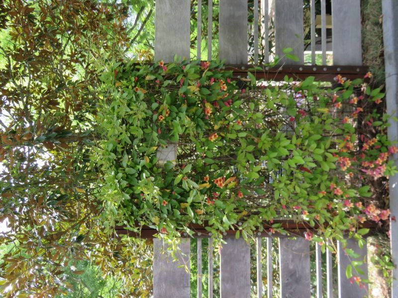 Its climbing habit can turn a plain fence into a living screen