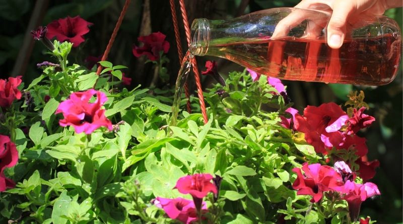 Fertilize Regularly with the Right Nutrients