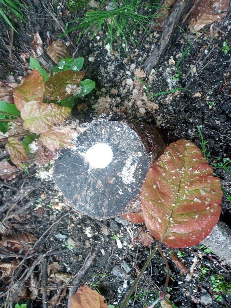 Epsom salt is not a proven stump killer