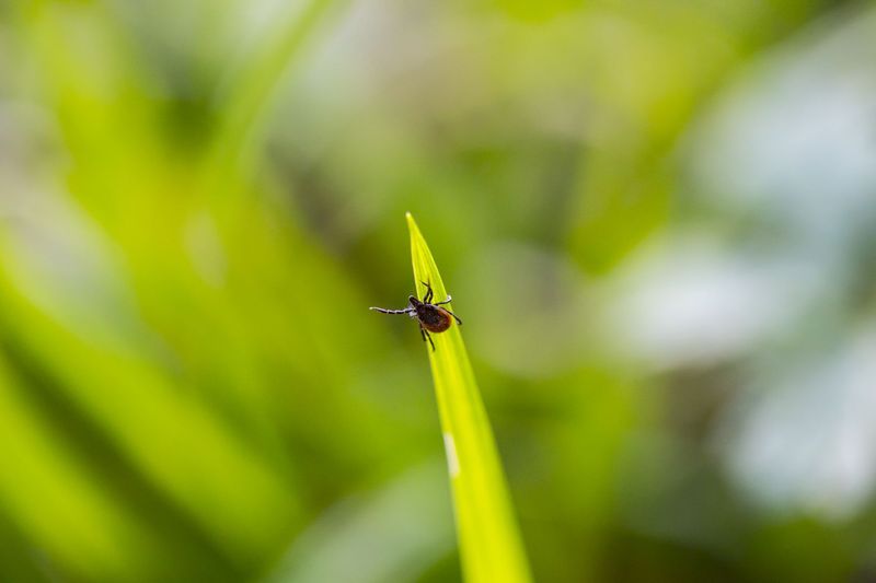 Elderberry does not fight ticks