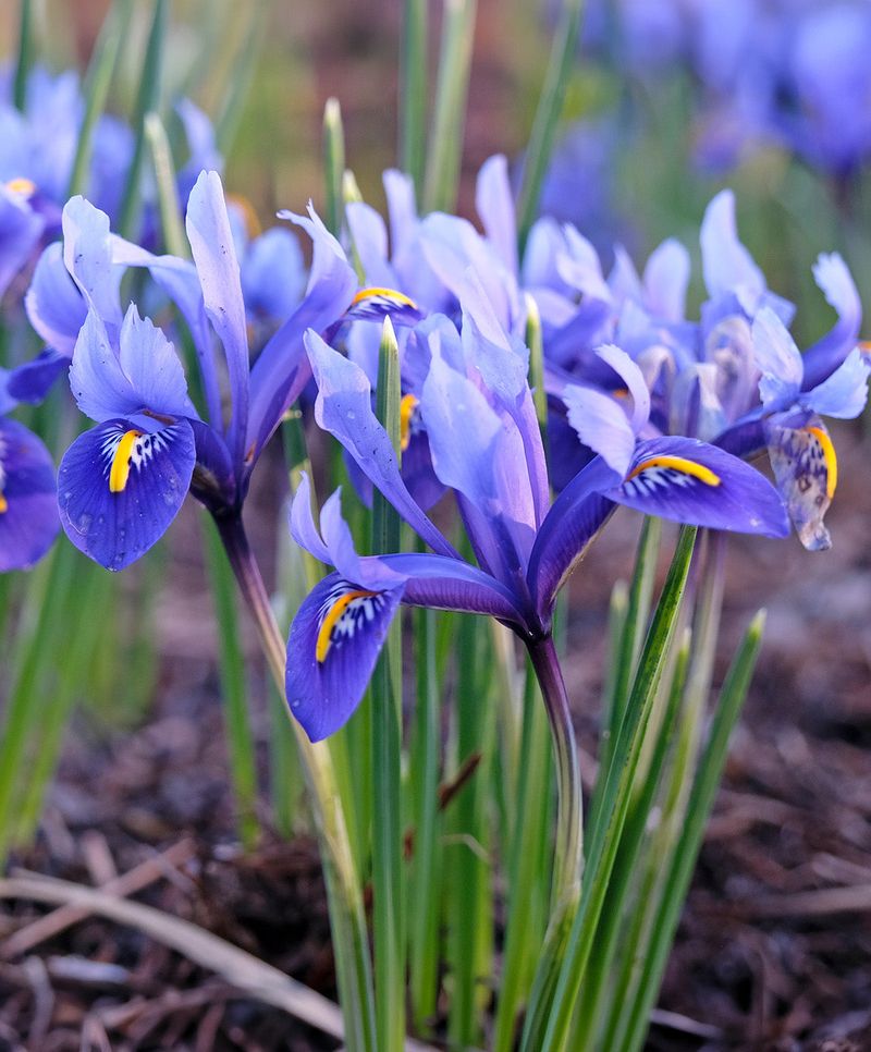 Spring Iris