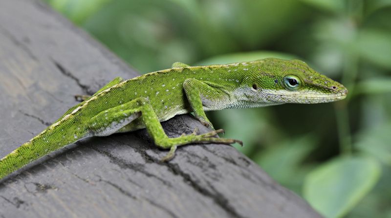 The Porch Visitor Is Probably North Carolina’s Green Anole