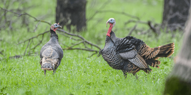 Turkey habitat extends beyond one woods edge