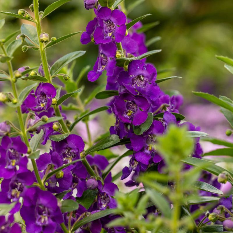 Marigold-Alternative Angelonia