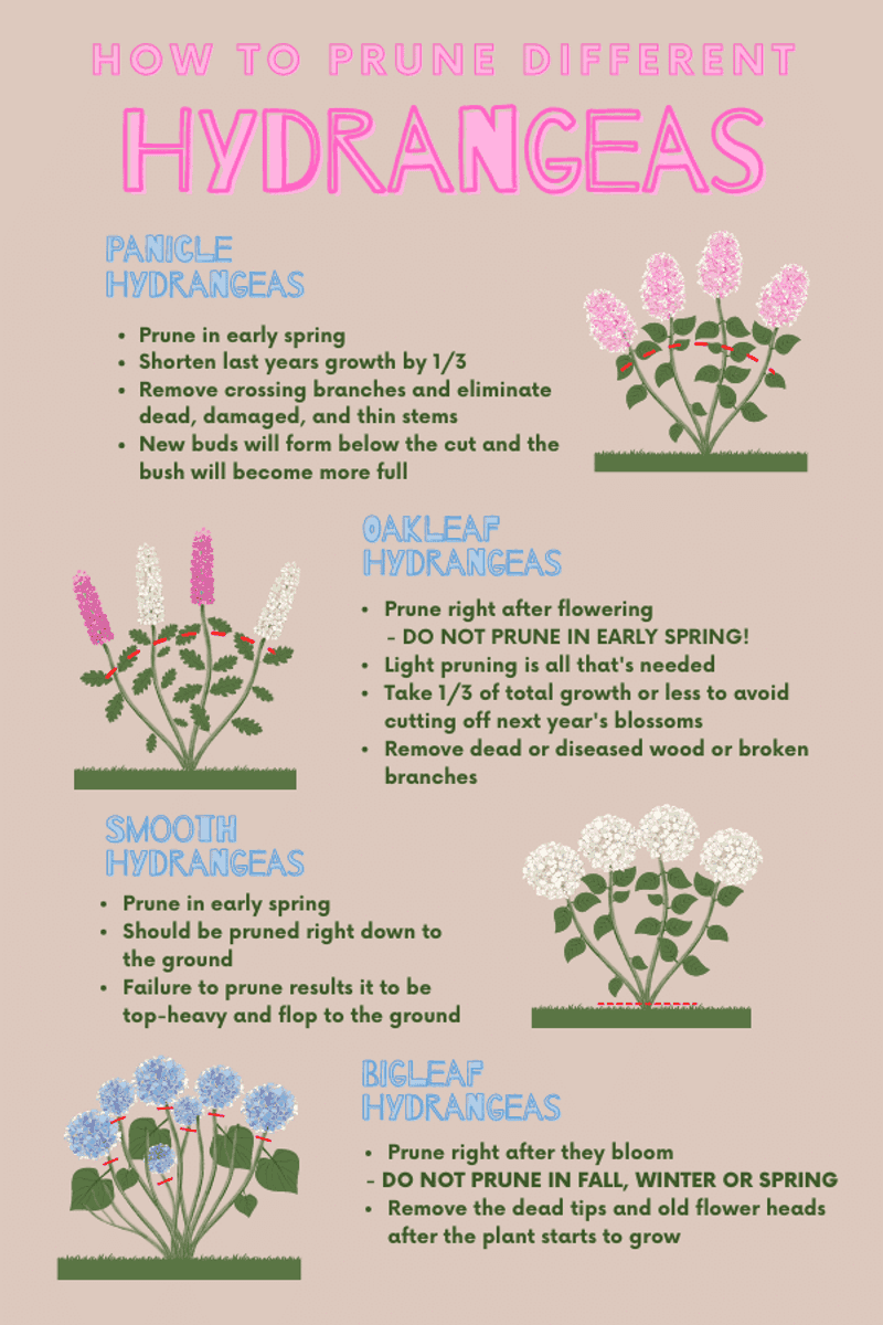 Use the hydrangea’s bloom type to plan next season
