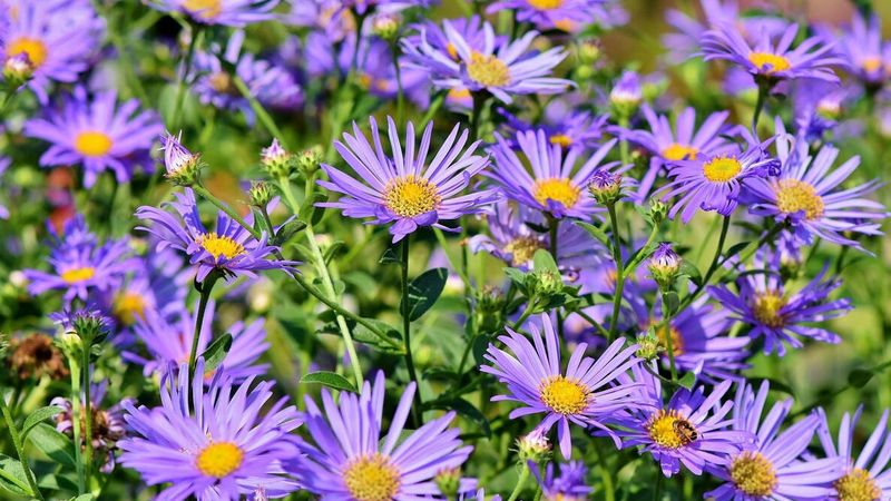 Asters