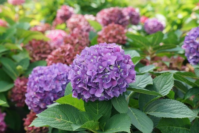 Check other causes when flowers stay sparse