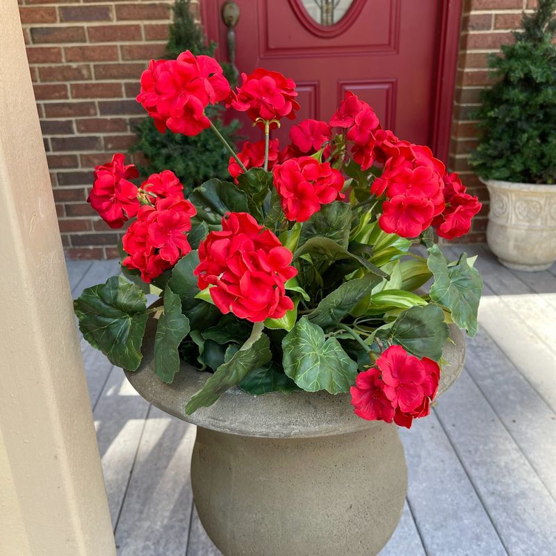 Geraniums