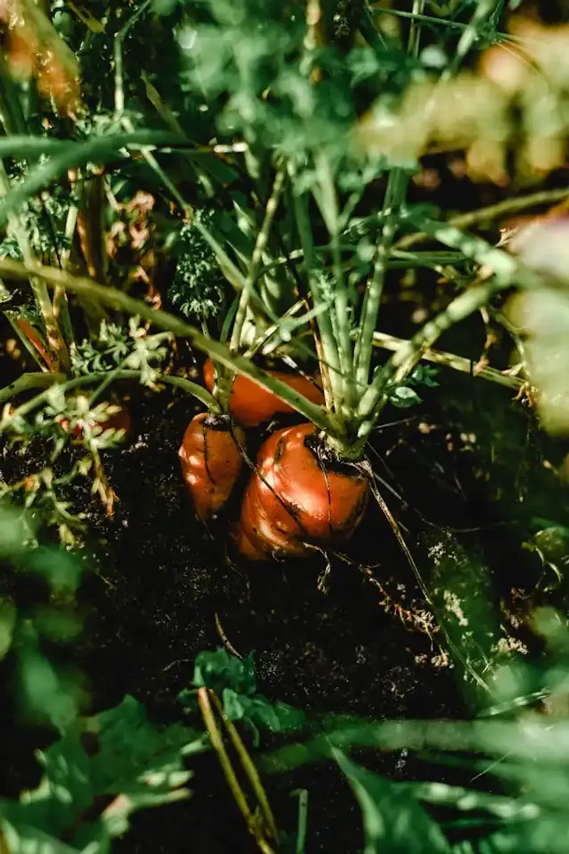 Choose a carrot that matches the soil you have