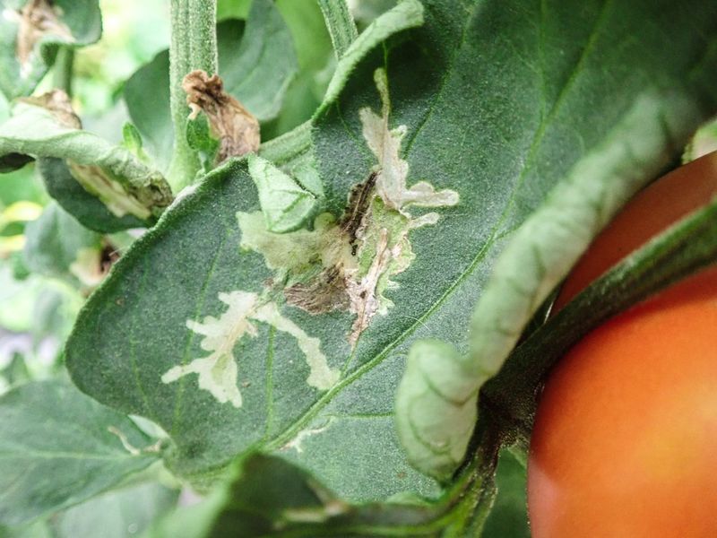 Protect the mantis without spraying the whole food web