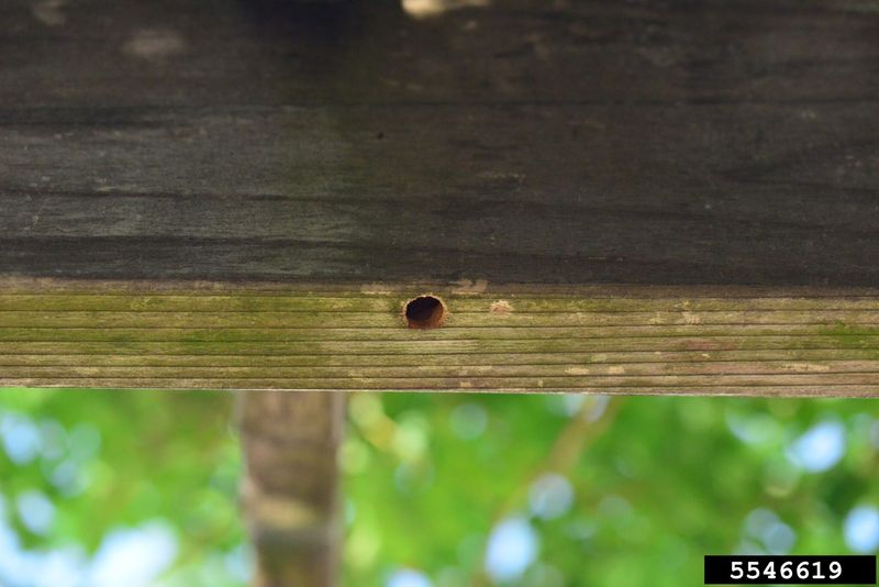 Inspect the wood before deciding there is a problem