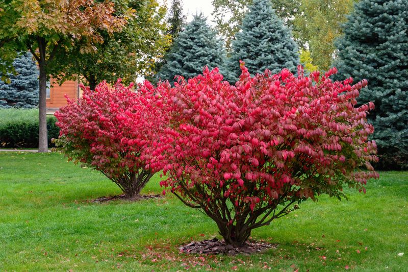 The red shrub in question is burning bush
