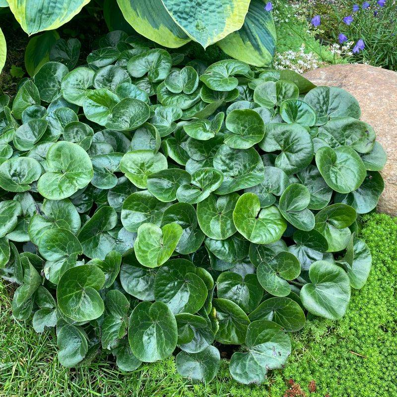 European Wild Ginger